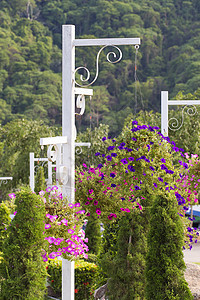 花园里花朵多彩蓝色篮子紫色风格公园场地植物叶子季节园艺图片