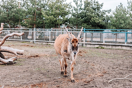 在动物园农场绕着她的围栏走来走去 在东非和南非发现的最大的羚羊物种 一种稀有的哺乳动物图片