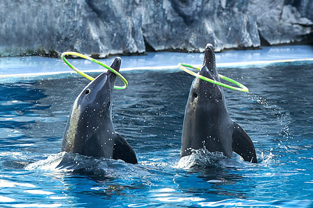 海豚显示鲸鱼动物园飞跃喜悦瓶子哺乳动物力量海洋游戏水族馆图片