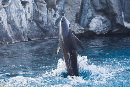 海豚显示鲸鱼游泳者动物园乐趣水池荒野喜悦蓝色哺乳动物动物图片