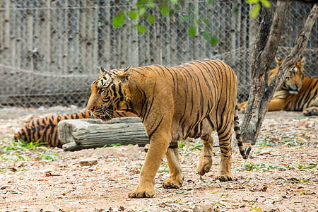 虎在动物园丛林眼睛条纹濒危动物食肉猫科动物老虎危险野猫图片