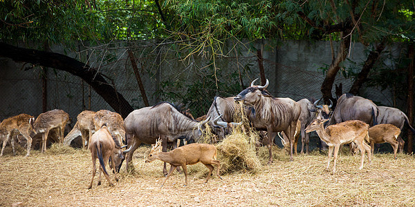 动物园的鹿男性尾巴游戏公园动物哺乳动物摄影毛皮野生动物眼睛图片