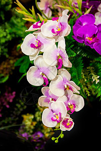 花园里的兰花紫色叶子奢华环境热带园艺温泉植物花束情调图片