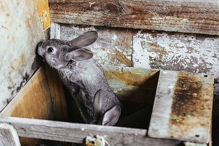 一只灰色的小兔子试图走出家门 养兔 在农场上用木笼子的兔子图片