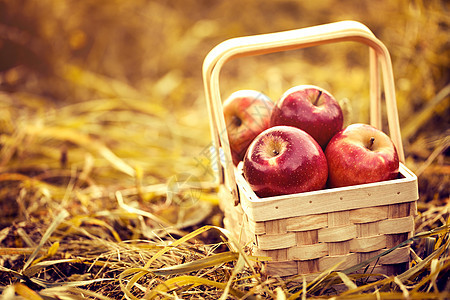 红秋背景下的 Wooden 篮子中新鲜的美味红苹果季节果园蔬菜农场食物园艺收成水果农村叶子图片