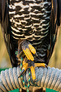 农场上的霍克捕食者翅膀鸟类航班旅行羽毛鹰人猎物账单沙漠图片