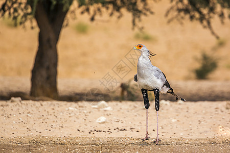 南非Kgalagaddi跨界公园的秘书鸟驱动物种旅游濒危目的地保护区游戏野性荒野生物图片