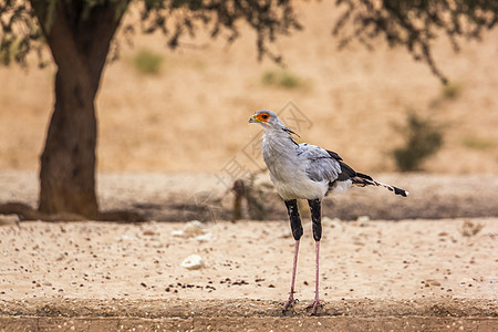 南非Kgalagaddi跨界公园的秘书鸟生物野生动物目的地野性游戏气候沙漠保护区濒危自然保护区图片