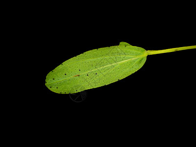 圣约翰有油腺的树叶康复绿色宏观植物健康叶子草本植物草本图片