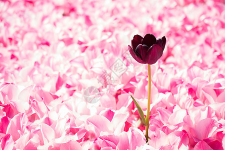 粉色郁金香花开花郁金香植物公园季节植物群园艺生长婚礼花朵明信片图片