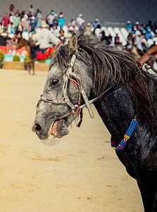 马头有长毛和部分系绳的马头眼睛运动骑术鬃毛脖子乐趣马具耳朵野马赛马图片
