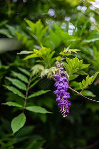 维斯特利亚花朵特写图片