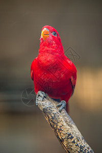 红鹦鹉野生动物动物雌性爆头金刚鹦鹉蓝色白色红色主题荒野图片