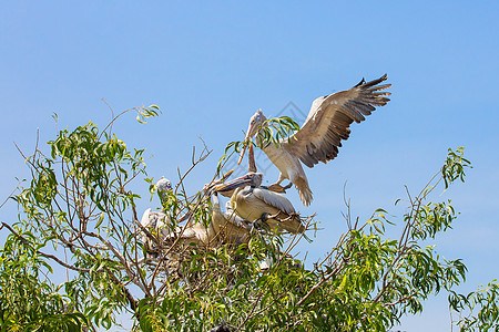 在它的巢穴上荒野动物群蓝色天空树木鸟类反射水禽动物园枯树图片