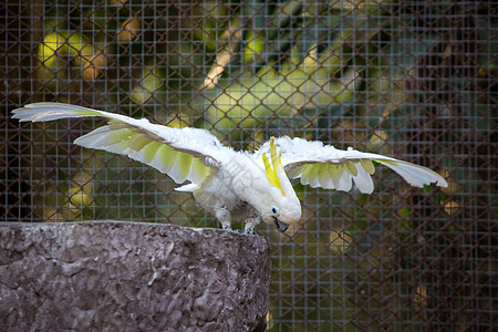 鹦鹉飞动物园的蟑螂宠物黄色翅膀鹦鹉账单羽毛记录波峰眼睛黑色背景