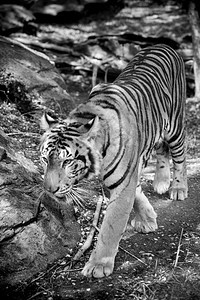 鸟虎休息野猫橙子猫科动物园荒野丛林野生动物侵略毛皮老虎图片
