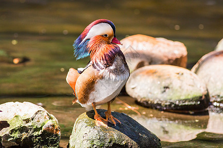 动物园的普通话鸭游泳支撑世界反射公园蓝色橙子荒野野生动物情调图片