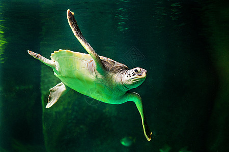 绿海龟在博物馆水族馆游泳珊瑚威胁潜水海滩优美海洋生活野生动物呼吸管乌龟图片