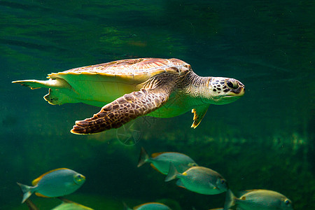 绿海龟在博物馆水族馆游泳珊瑚乌龟假期野生动物海滩海龟热带太阳呼吸管潜水图片