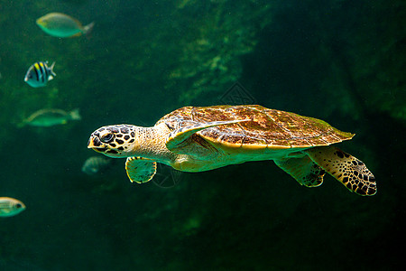 绿海龟在博物馆水族馆游泳呼吸管太阳海洋假期乌龟海滩海龟热带野生动物威胁图片