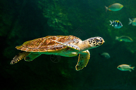 绿海龟在博物馆水族馆游泳太阳威胁呼吸管海洋海龟假期濒危野生动物生活热带图片