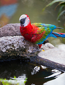 Macaw 鹦鹉在吃东西动物群眼睛生物园金刚鹦鹉食物动物居住自然光荒野蓝色图片