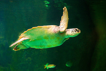 绿海龟在博物馆水族馆游泳潜水野生动物珊瑚热带濒危太阳海龟呼吸管海洋海滩图片