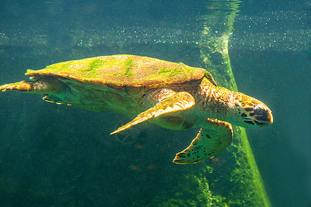 绿海龟在博物馆水族馆游泳野生动物热带潜水勘探海滩海龟濒危乌龟生活太阳图片