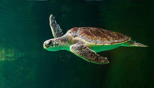 绿海龟在博物馆水族馆游泳生活海龟海洋太阳威胁假期海滩潜水野生动物优美图片