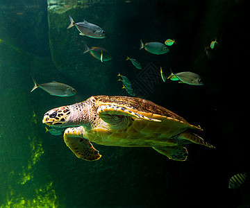 绿海龟在博物馆水族馆游泳优美生活野生动物濒危呼吸管海龟勘探热带潜水乌龟图片