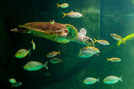 绿海龟在博物馆水族馆游泳海洋海龟潜水热带勘探优美生活野生动物濒危威胁图片