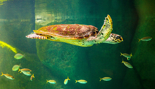 绿海龟在博物馆水族馆游泳威胁海龟生活野生动物呼吸管海洋热带优美珊瑚太阳图片