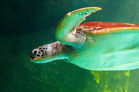 绿海龟在博物馆水族馆游泳海滩呼吸管假期优美生活珊瑚海龟乌龟海洋太阳图片