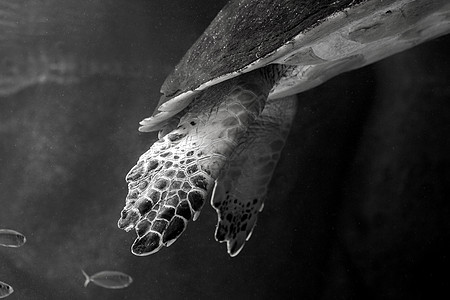 绿海龟在博物馆水族馆游泳海滩海洋珊瑚威胁热带假期野生动物乌龟海龟勘探图片