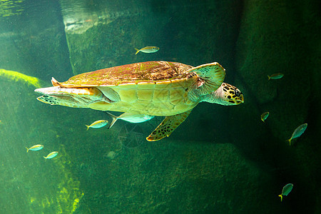 绿海龟在博物馆水族馆游泳濒危野生动物假期太阳海洋珊瑚海滩威胁热带生活图片