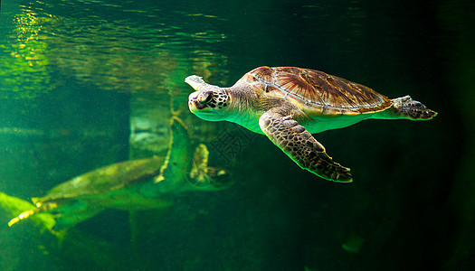 绿海龟在博物馆水族馆游泳假期优美呼吸管海洋热带野生动物乌龟太阳濒危生活图片