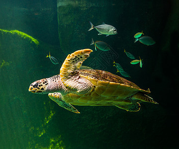 绿海龟在博物馆水族馆游泳太阳呼吸管野生动物生活海龟热带海滩珊瑚海洋威胁图片