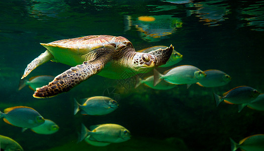 绿海龟在博物馆水族馆游泳威胁海滩太阳优美海龟热带乌龟野生动物海洋呼吸管图片