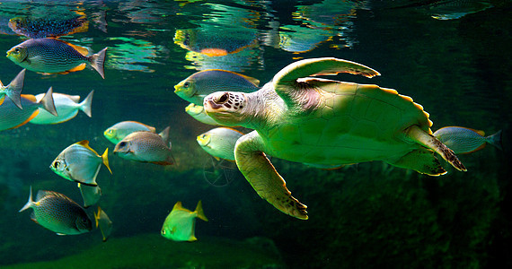 绿海龟在博物馆水族馆游泳潜水假期海滩呼吸管勘探海龟太阳生活珊瑚海洋图片