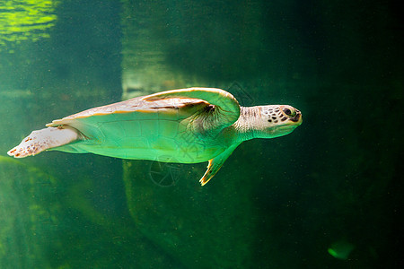 绿海龟在博物馆水族馆游泳假期呼吸管海滩生活优美勘探海洋乌龟热带海龟图片