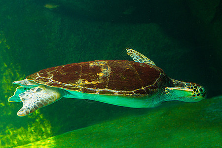 绿海龟在博物馆水族馆游泳濒危呼吸管海龟潜水太阳假期热带优美珊瑚乌龟图片