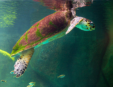 绿海龟在博物馆水族馆游泳野生动物海洋珊瑚海龟海滩太阳假期生活潜水呼吸管图片