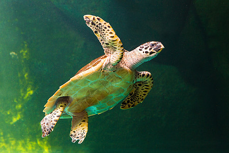 绿海龟在博物馆水族馆游泳威胁潜水太阳海洋勘探濒危优美乌龟海滩热带图片