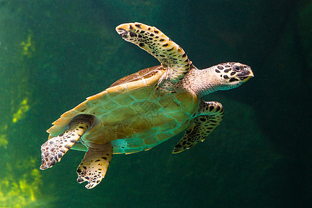绿海龟在博物馆水族馆游泳野生动物太阳海滩珊瑚海洋潜水生活濒危勘探威胁图片