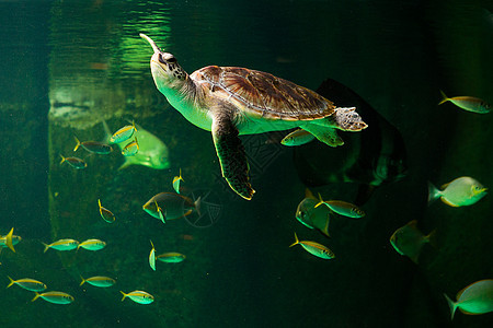 绿海龟在博物馆水族馆游泳珊瑚太阳优美潜水海龟生活海滩勘探濒危假期图片