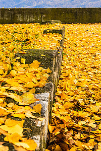 秋天的季节 五颜六色的落叶在公园里 美丽的秋天小径图片