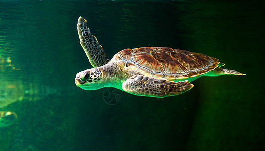 绿海龟在博物馆水族馆游泳勘探热带潜水海龟珊瑚优美威胁假期太阳海洋图片