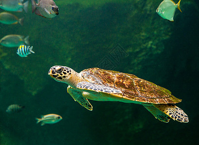 绿海龟在博物馆水族馆游泳热带野生动物呼吸管太阳海洋生活假期优美勘探珊瑚图片