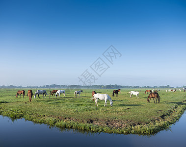 夏日清晨 在蓝天下的Holland和Holland 许多马骑着绿色草地草地和遥远的农场季节蓝色农业天空农村场地太阳牧场动物风景图片