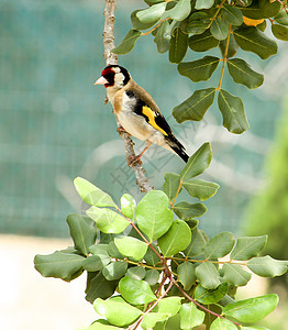 Goldfinch 粘在carob树枝上鸟类风险羽毛动物麻雀栖息山楂荒野花园鸣禽图片